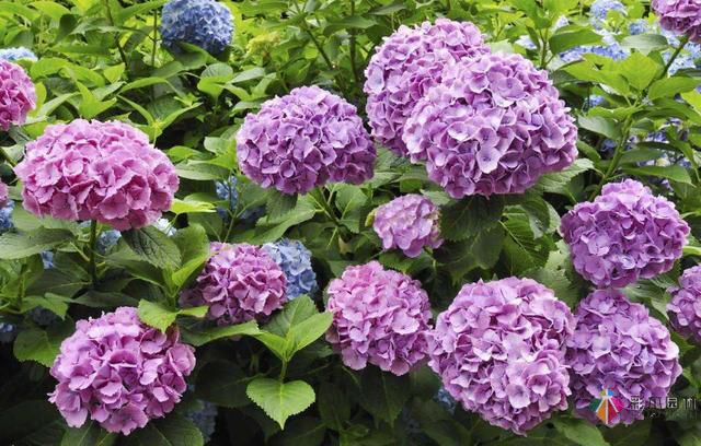 私家花園植物如何配置方法及家庭養(yǎng)花技巧?