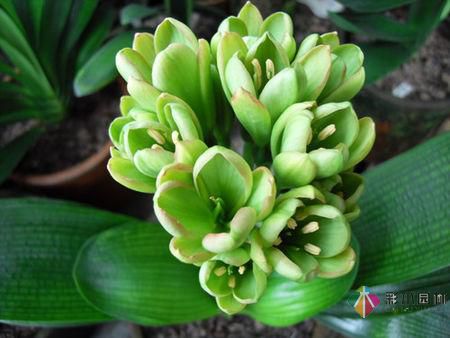 私家花園植物如何配置方法及家庭養(yǎng)花技巧?