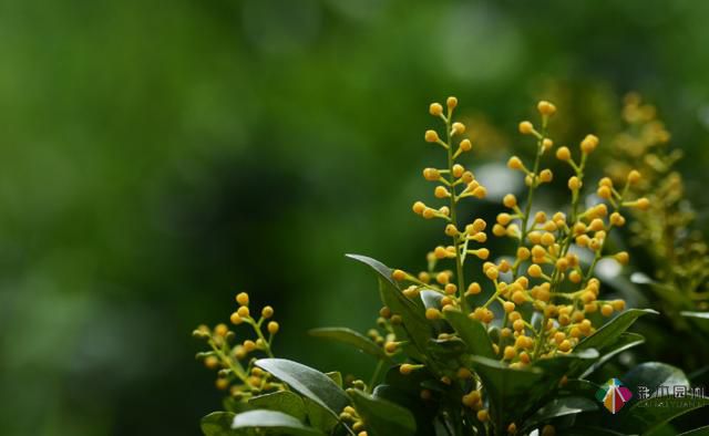 私家花園植物如何配置方法及家庭養(yǎng)花技巧?