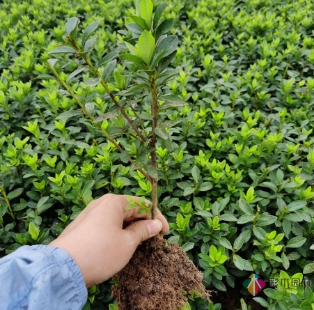 關(guān)于花園植物購買的5個(gè)小建議